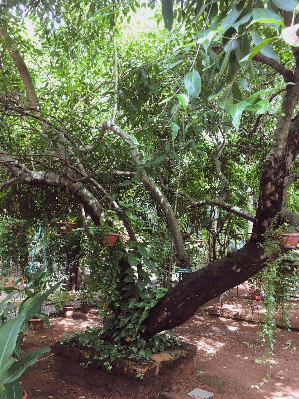 Kochi Palm Grove Service Villa מראה חיצוני תמונה